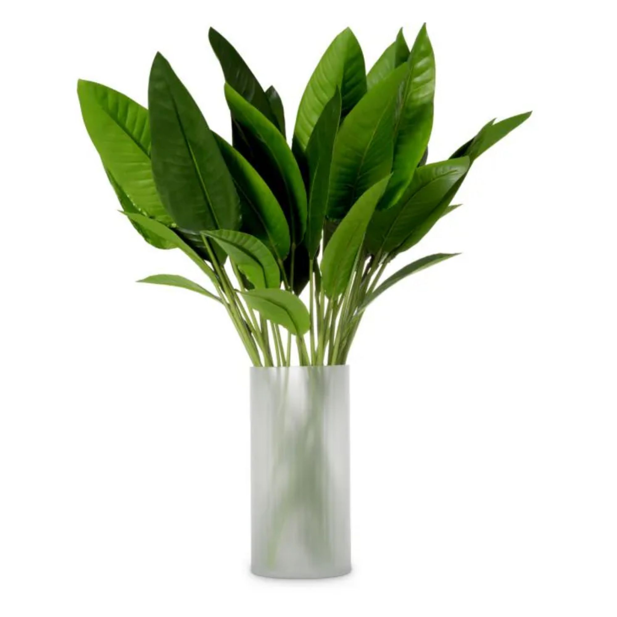 Bundle of Strelitzia leaves 36 pcs